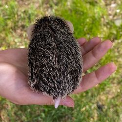 Eared hedgehog.  Realistic replica animal.