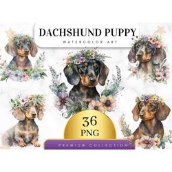 Set Of 36, Watercolor Floral Dachshund Clipart Bundle, Dachshund Clipart, Dachshund Png, Dachshund Watercolor, Dachshund