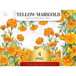 Set of 4, Watercolor Yellow Marigold Clipart, Floral PNG, Floral Clipart, Wedding Clipart, Spring Clipart, Watercolor Fl