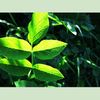 green_leaf_with_dews_art_photography_ms1.JPG