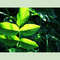 green_leaf_with_dews_art_photography_ms1.JPG