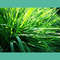 green_grass_nature_aesthetic_photographic_print_ms.JPG