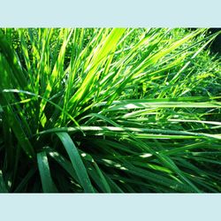 Green grass nature photography art print. Greenish summer aesthetic grass photographic print downloadable