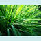 green_grass_nature_aesthetic_photographic_print_ms1.JPG