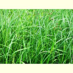 Green grass nature photography art print. Vibrant summer aesthetic grass photographic print downloadable