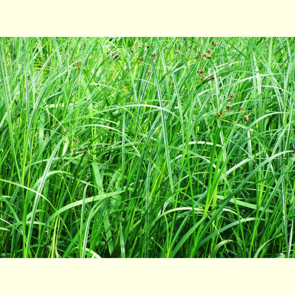 green_grass_aesthetic_nature_photography_art_print_ms.JPG