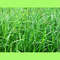 green_grass_aesthetic_nature_photography_art_print_ms2.JPG