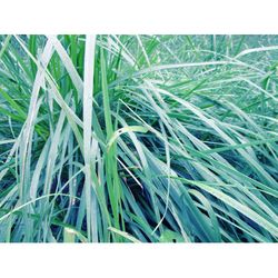 Green blue grass nature photography art print. Teal aesthetic grass photographic print downloadable