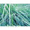 blue_grass_nature_artistic_phtography_art_print_ms.JPG