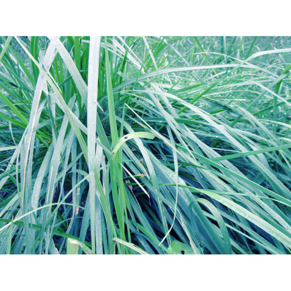 blue_grass_nature_artistic_phtography_art_print_ms.JPG