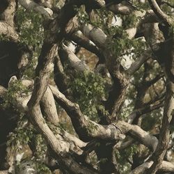 tactical tree camouflage 47 tileable repeating pattern