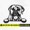 MR-298202312224-peeking-mastiff-dog-svg-mastiff-dog-breed-svg-dog-breed-image-1.jpg