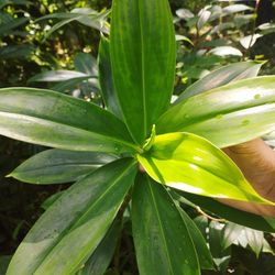 Organic Insulin Plant Dried Leaves Powder ( Costus Igneus ) Thebu 500g