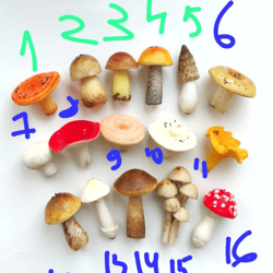 Mushrooms - 72 pieces