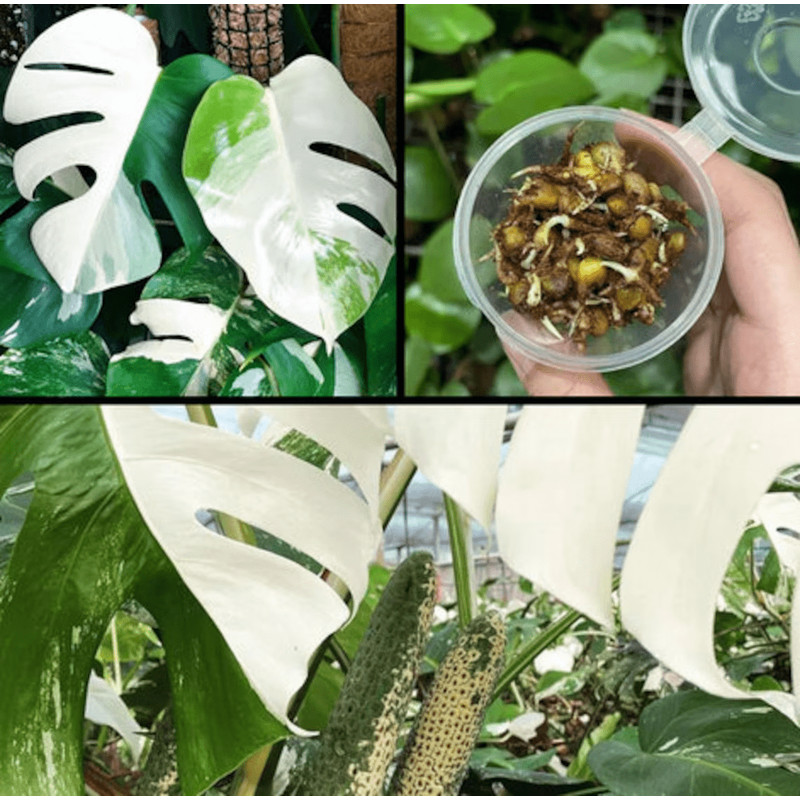 il1140xN5171846152n0xppng