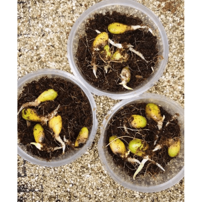 il1140xN5171846320ixikpng