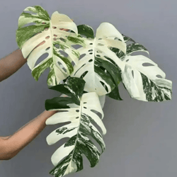 50 Monstera Albo Borsigiana White Tiger Variegated Bonsai Seeds with Coco Peat