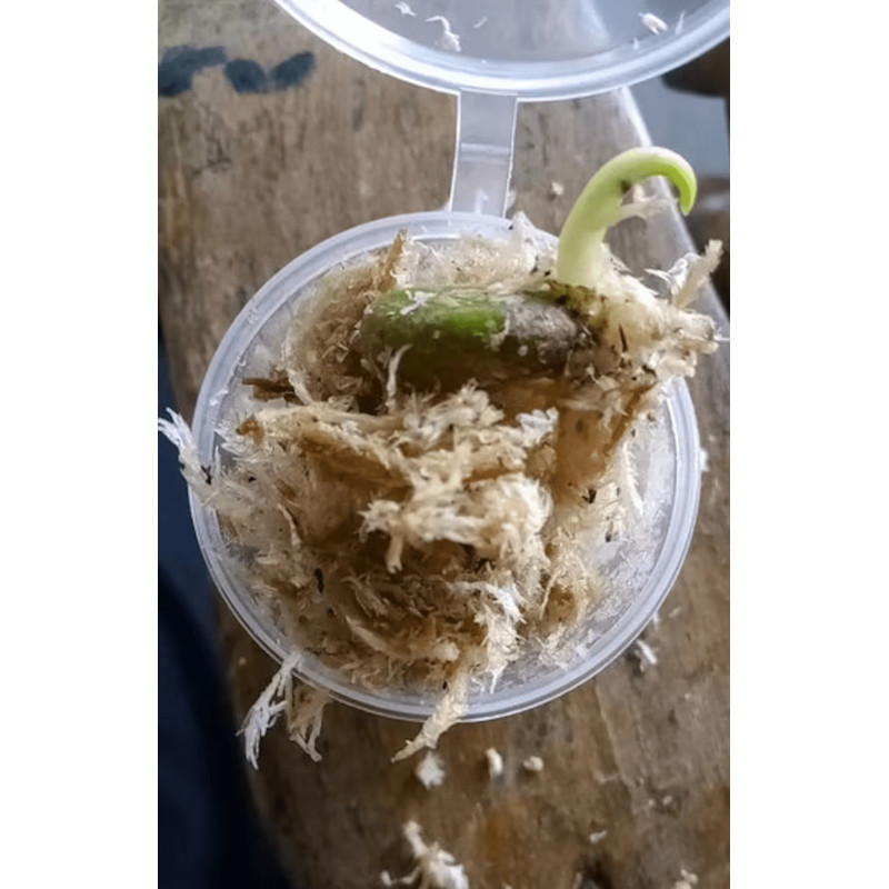 il1140xN5220080139m986png