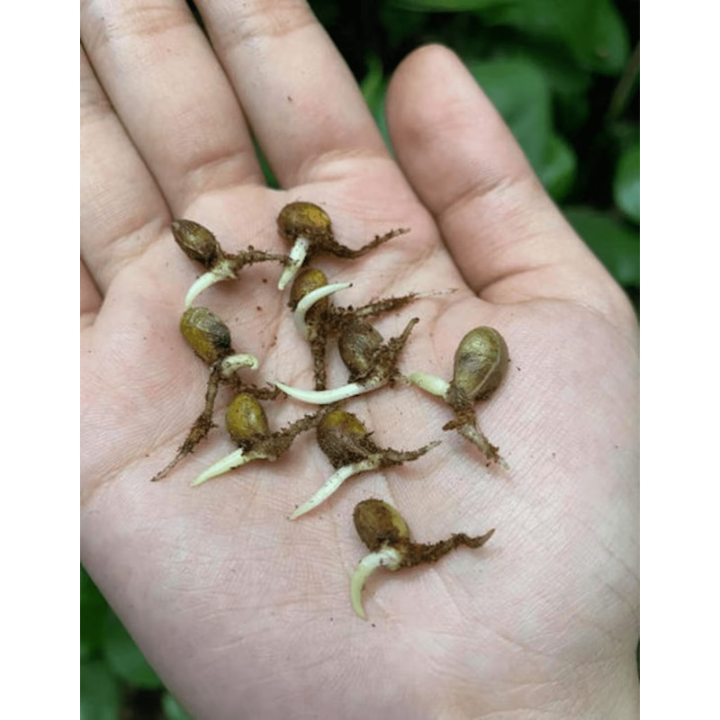 il1140xN5220080151c3ngpng