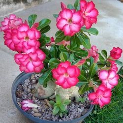 Adenium obesum Desert Rose Rooted Bonsai live Red & Rose Pink Variegated flower plant, Indoor Bonsai houseplant