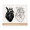 MR-308202311208-anatomical-heart-svg-heart-svg-nurse-life-medical-doctor-image-1.jpg