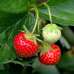 Strawberry Organic Seeds - Heirloom, Open Pollinated, Non GMO - Grow Indoors, Outdoors, In Pots, Grow Beds, Soil, Hydrop