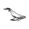 MR-3082023212154-whale-svg-digital-file-whale-for-printing-on-t-shirts-file-image-1.jpg