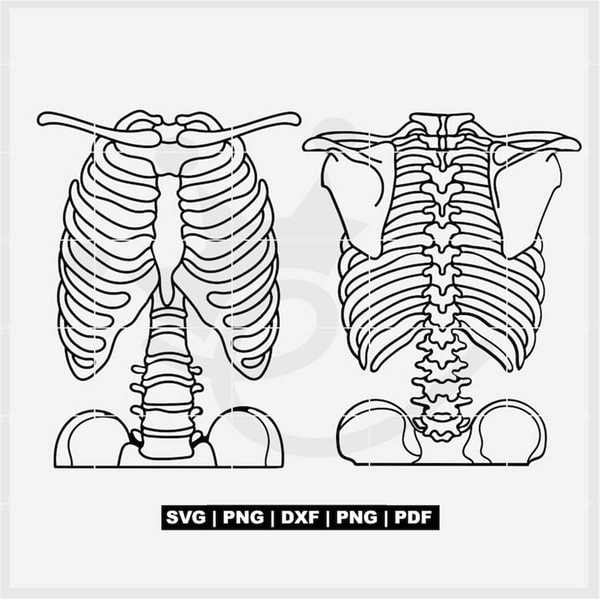 Front and back Ribcage SVG, Rib cage outline, Front Ribcage, - Inspire ...
