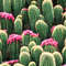 Cactus Garden 24.jpg