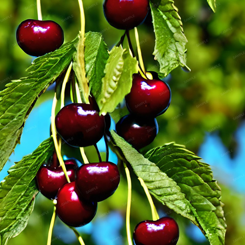 Cherry Tree Closeup.jpg