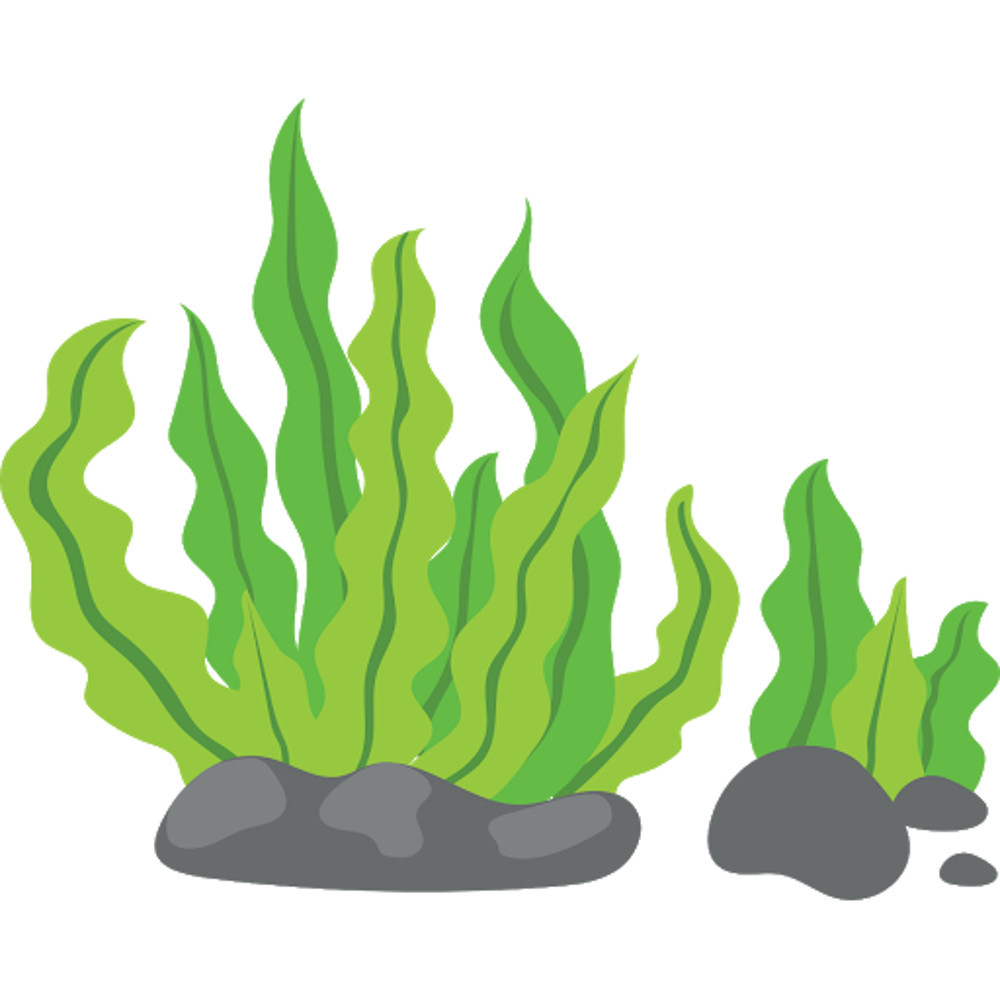 Seaweed (2).png
