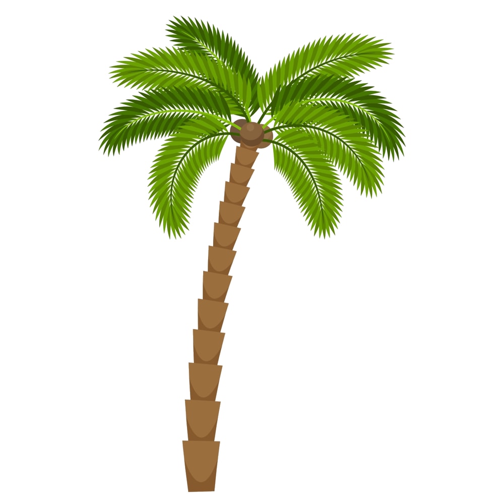 Palm Tree (5).png