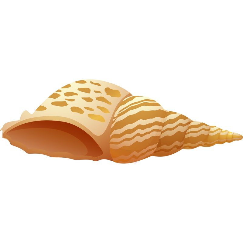 Seashell (1).png