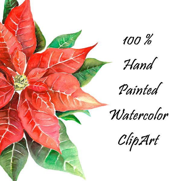 Christmas Poinsettia PNG