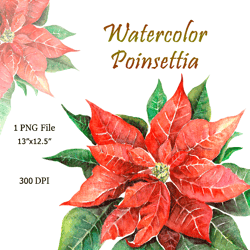 Merry Christmas Red Poinsettia PNG, Hand Drawn Watercolor Floral Digital Clipart, Red Flower Clip Art, Christmas Graphic