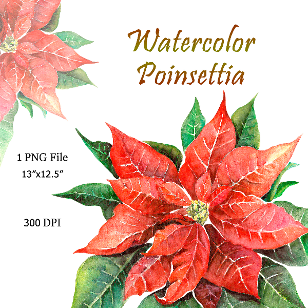 Merry Christmas Red Poinsettia
