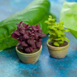 TUTORIAL Miniature basil plant with air dry clay | Miniature plant tutorial | Dollhouse miniature
