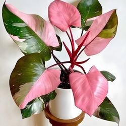 Philodendron Pink Princess Marble Variegated rooted bulbs with Phyto Certificate 100