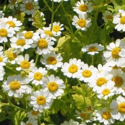 300 feverfew tanacetum parthenium herb flower seeds