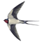 Bird.png