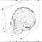 polygonal-skull-size_1200px.jpg