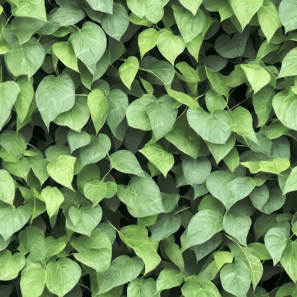 Morning Glory Vine.jpg