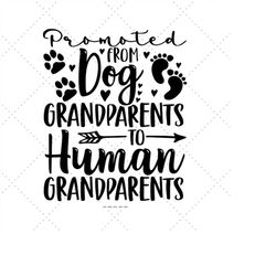 gift from the dog, new grandparents, promoted to grandma, dog parents, expecting new mom