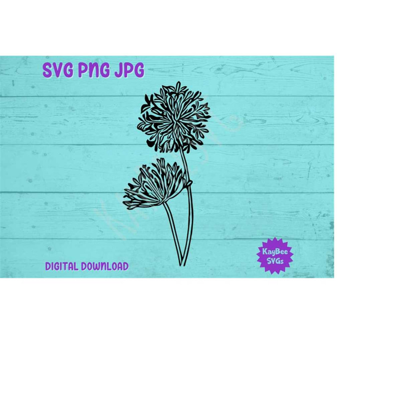 MR-169202395625-agapanthus-africanus-flower-svg-png-jpg-clipart-cut-file-image-1.jpg