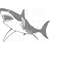 MR-169202395740-illustration-of-a-great-white-shark.jpg