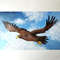 Flying-bird-acrylic-painting-eagle-art-in-frame.jpg