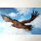 Flying-eagle-acrylic-painting-bird-art-wall-decor.jpg