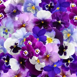 Pansy Medium Seeds Mixed - 40 Seeds of Vibrant Blooms for Your Garden