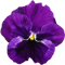 pansy-1385946_1920.png
