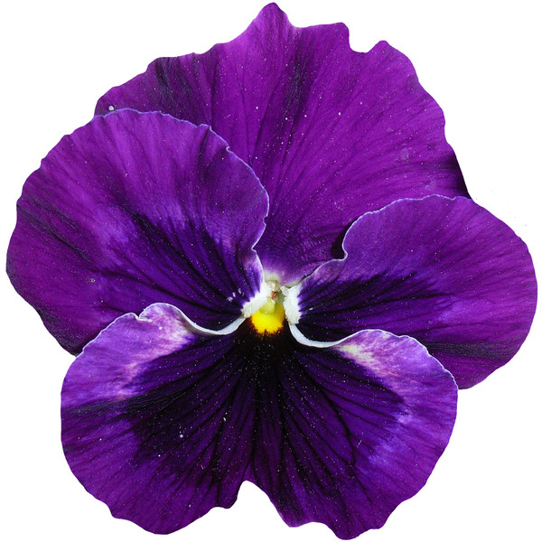 pansy-1385946_1920.png
